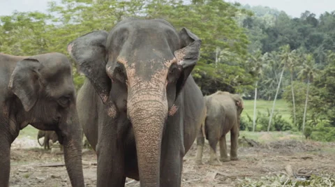 Close up of a baby elephant Vidéo 62175123