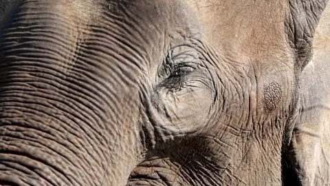 A close up of a baby elephant that is looking at the camera Vidéo 156843711