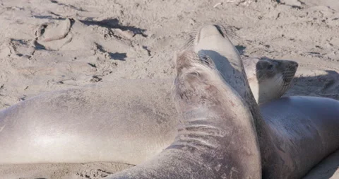 Close Up of Baby Elephant Seals Play Fighting 스톡 동영상 340860153