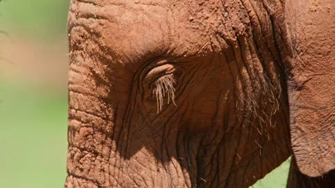 Close up of a baby elephant's head while it chews at noon Stock Footage 256909336