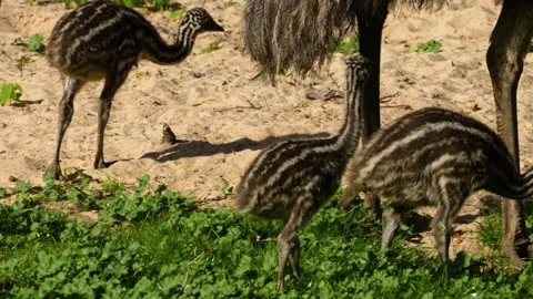 Close up of baby Emu chicks Stock Footage 272612042
