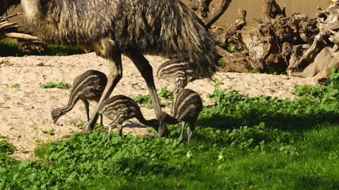 Close up of baby Emu chicks Stock Footage 272619829
