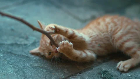 CLOSE UP: Baby ginger cat bites on a twig held by its unrecognizable owner. Stock Footage 143275417