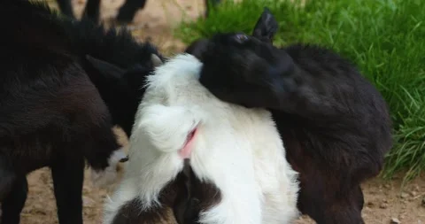 Close up of baby goats Stock Footage 137442913