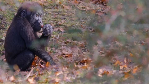 Close up of baby gorilla Stock Footage 122650596