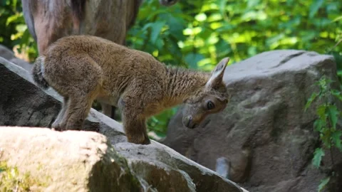 Close up of baby ibex Stock Footage 243253761