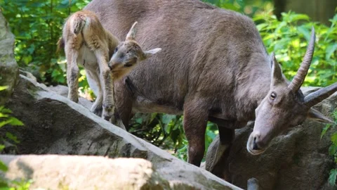 Close up of baby ibex Stock Footage 243382810