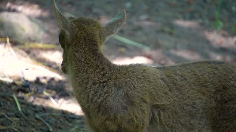 Close up of baby ibex Stock Footage 249746305
