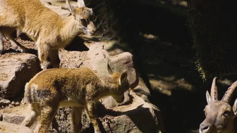 Close up of baby ibex Stock Footage 249747398