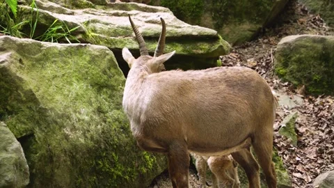 Close up of baby ibex Video stock 260541244