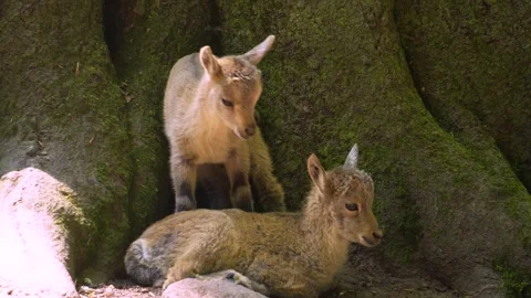 Close up of baby ibex Stock Footage 263383904