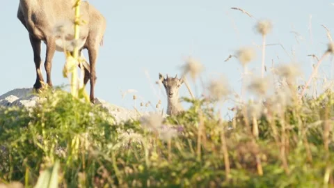Close up baby Ibex Stock Footage 318792701