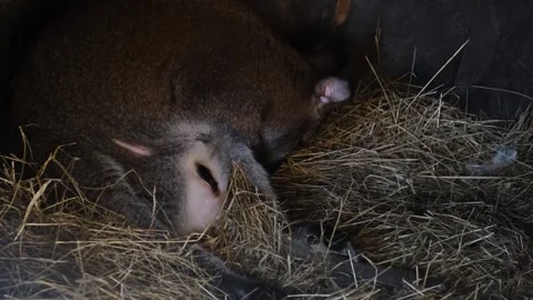 Close-up of a baby kangaroo moving inside its mother s pouch. Intimate wildlife Stock Footage 327487508