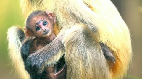 Close-up of baby langur monkey resting on mother's back in natural habitat. Stock Footage 341131821