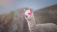 Close-Up Of  Baby Llama Stock Footage