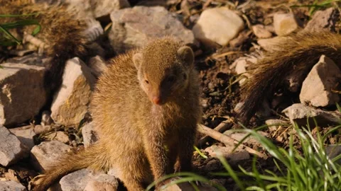 Close up of baby mongoose Stock Footage 238949549