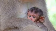 Close-Up Baby Monkey Sticking To Mother Chest. Animal Parenting. Indonesia Stock Footage