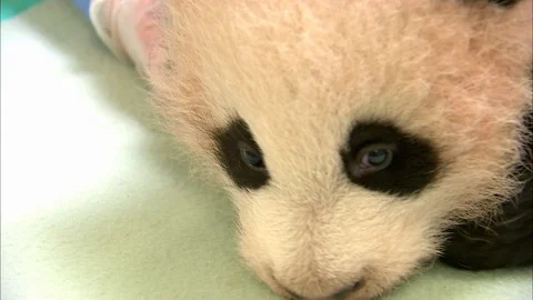 Close up of baby Panda 動画素材 95601681