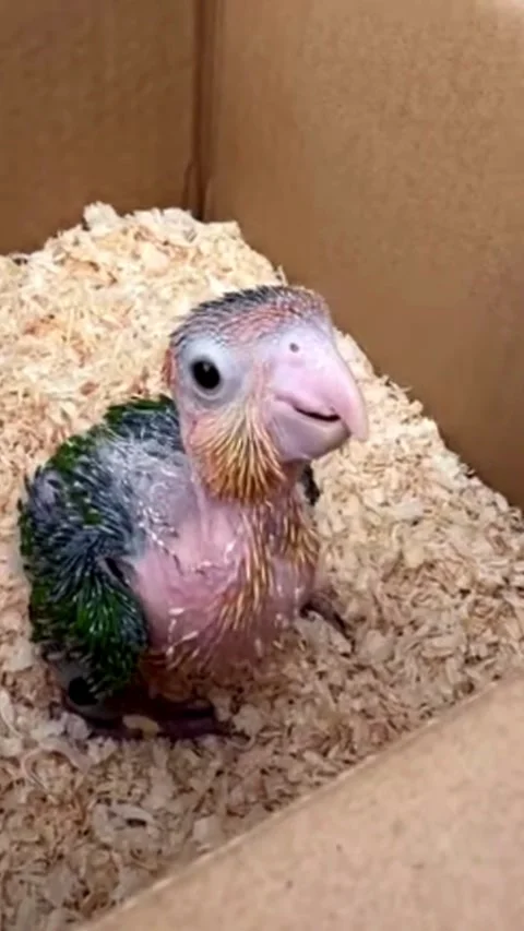 Close-up of a Baby Parrot in a Nesting Box Video stock 331947466
