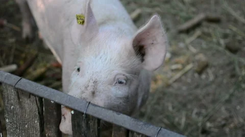 Close up of baby pig Stock Footage 66243369