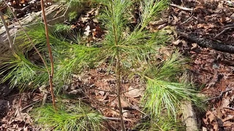 Close Up of Baby Pine Tree Moving in the Breeze Stock Footage 237334720