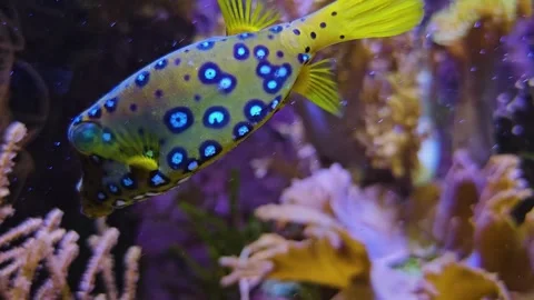 A close up baby pufferfish  Stock Footage 245046490