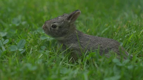 Close Up of Baby Rabbit in Grass Stock Footage 242944692