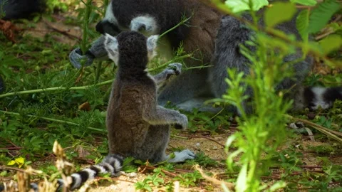 Close up of baby ring-tailed lemur Stock-Footage 254932359