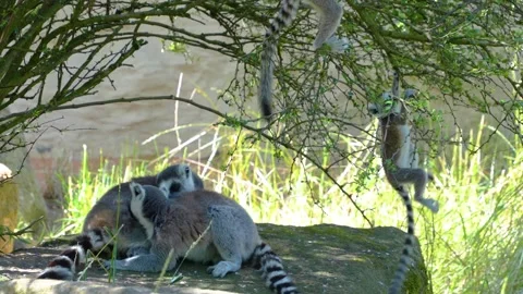 Close up of baby ring-tailed lemur Stock Footage 254932855