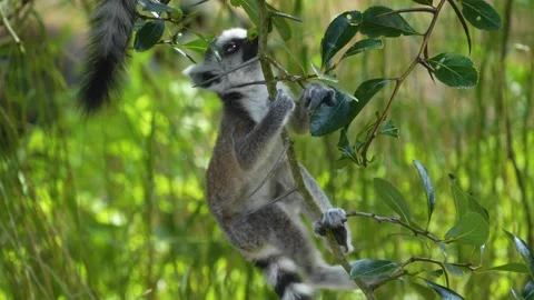 Close up of baby ring-tailed lemur Stock Footage 254933515