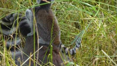 Close up of baby ring-tailed lemur Stock-Footage 254933542