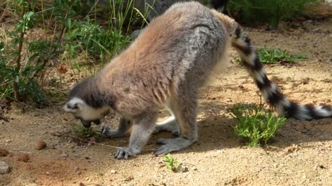Close up of baby ring-tailed lemur Stock Footage 254933612
