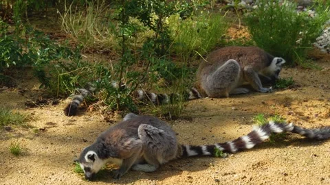 Close up of baby ring-tailed lemur Stock Footage 254933635
