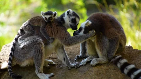 Close up of baby ring-tailed lemur Video stock 255014653