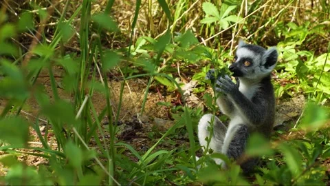 Close up of baby ring-tailed lemur Stock Footage 255017548
