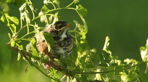 Close up baby robin in a tree 02 Stock Footage 35651093