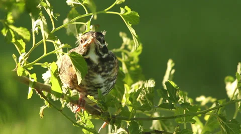 Close up baby robin in a tree 03 動画素材 35650984