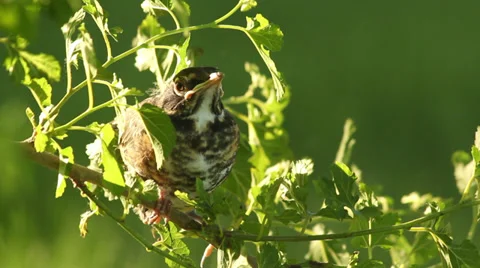Close up baby robin in a tree 04 Stock Footage 35650949