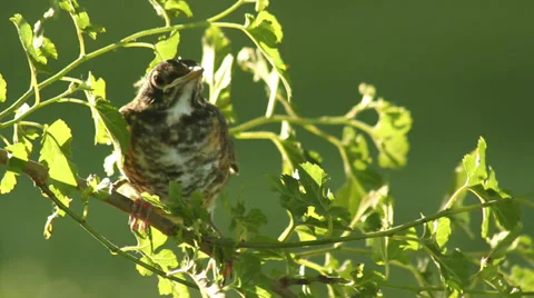Close up baby robin in a tree 05 Stock Footage 35650942
