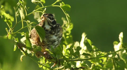 Close up baby robin in a tree 06 Stock Footage 35650874