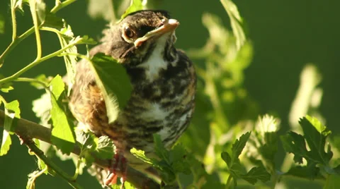 Close up baby robin in a tree 07 Stock Footage 35650752