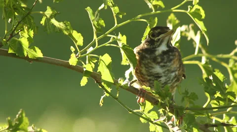 Close up baby robin in a tree 08 Stock Footage 35650584