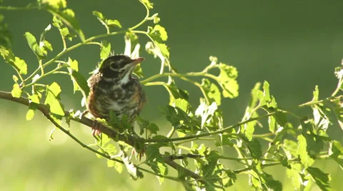 Close up baby robin in a tree 09 Stock Footage 35650571