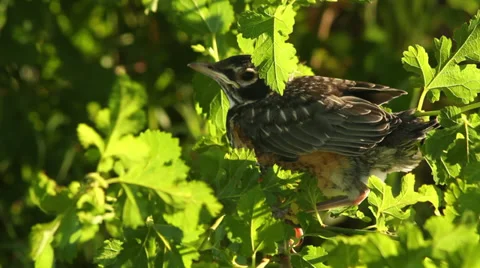 Close up baby robin in a tree 10 Stock Footage 35650558