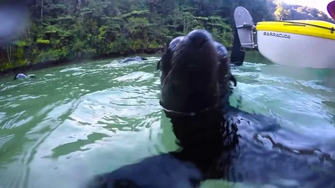 Close up of Baby Seal Stock Footage 77384000