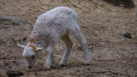 Close up baby sheep Stock Footage 254124953