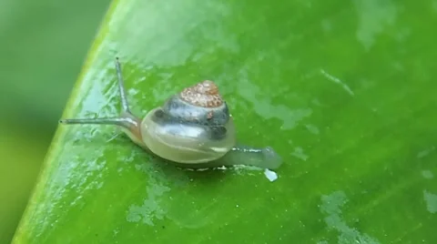 Close-up of baby snail walking on the leaf Stock Footage 34386465