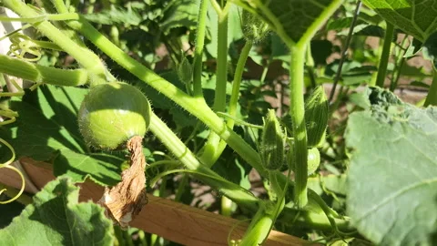 Close up of a baby squash in the backyard Stock Footage 200863688