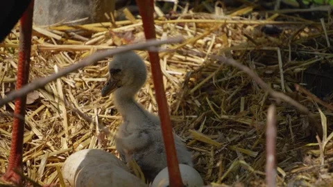 Close up of Baby storks Stock-Footage 242103151