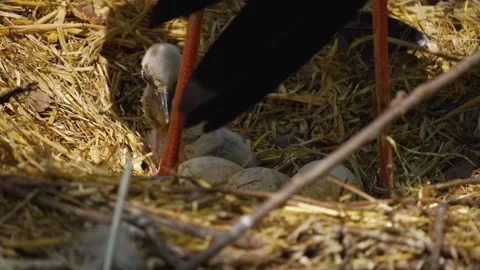 Close up of Baby storks Stock Footage 242123732